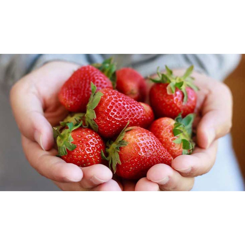 Strawberry Plant Pokok Strawberry Pokok Sudah Ada Buah Shopee Malaysia