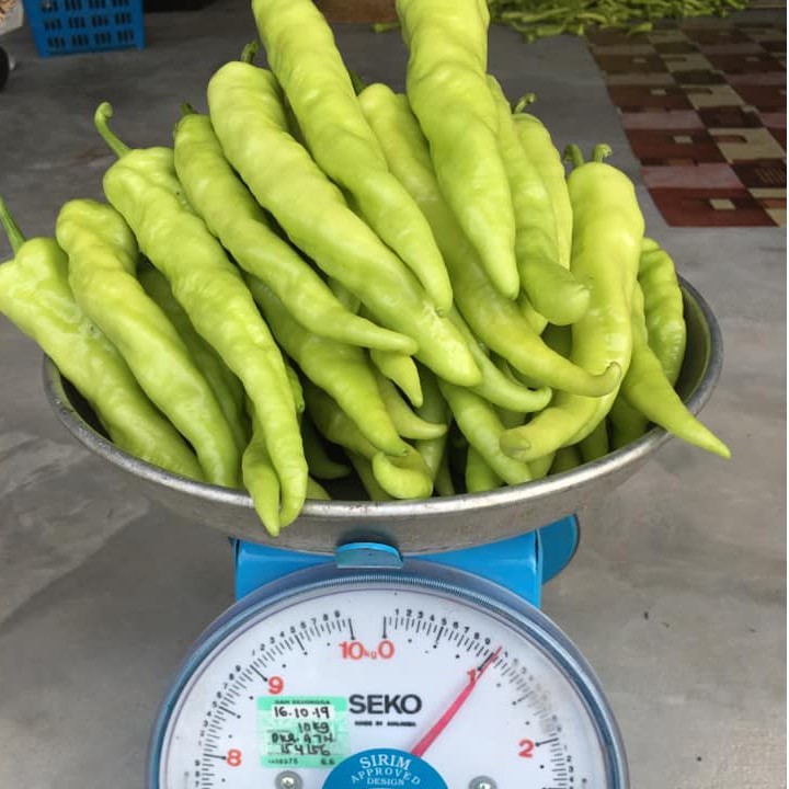 Lada Solok Kampung Segar 1kg/Lada Solok Besar dan Gemuk/Lada Solok ...