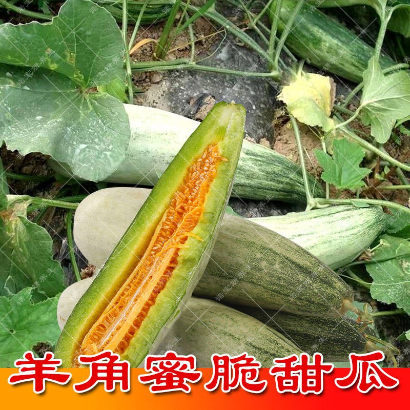 Fruit seeds Ready stock High-yielding croissant honey melon seeds ...