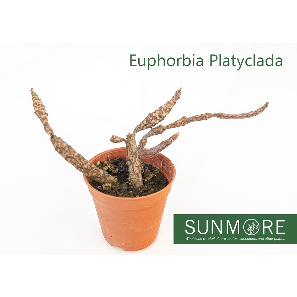 Sunmore | Euphorbia Platyclada 5.5cm pot, rare euphorbia with spotted ...