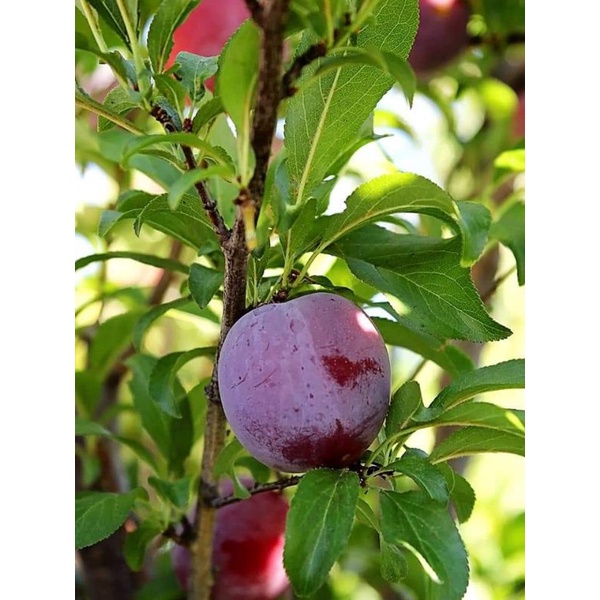 Pokok santa Rosa Plum / Plum | Shopee Malaysia