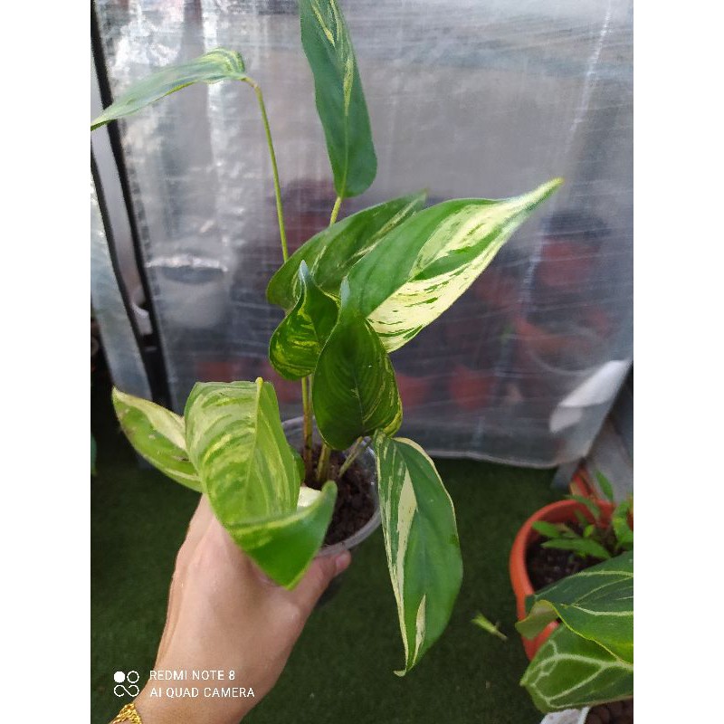 CALATHEA STACHYPHRYNIUM REPENS VARIEGATED PLANT | Shopee Malaysia