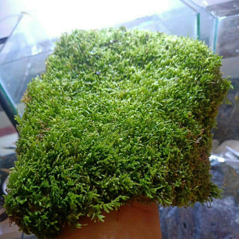 Moss WEPPING CLUMP 3X3 CM | Shopee Malaysia