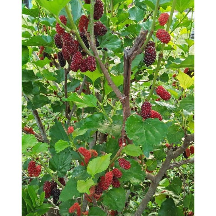 buah mulberry