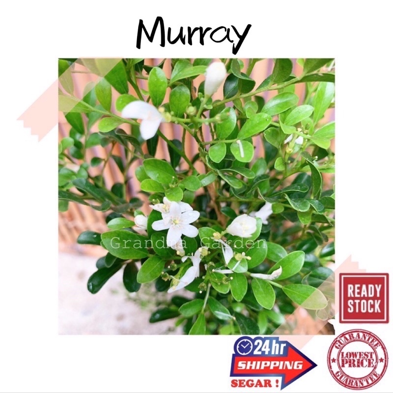 (GG real plant) Murraya^Kemuning pokok hidup hiasan luar rumah live ...