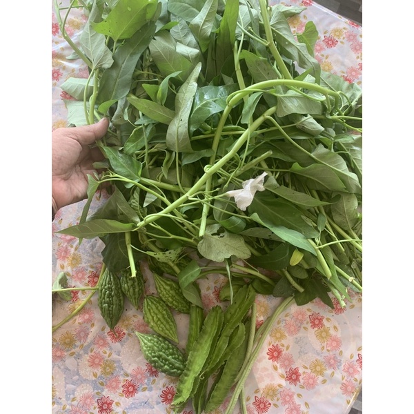 Biji Benih Kangkung Water Spinach Seed Shopee Malaysia