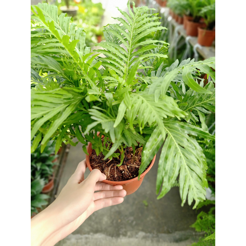 [Paling Horticulture Sdn Bhd] Coco Fern || Oceaniopteris Gibba | Pokok ...