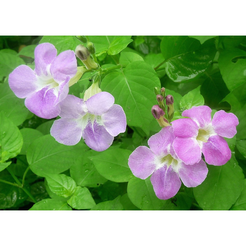 Asystasia Gangetica real live outdoor plant 宽叶十万错 anak pokok Rumput ...