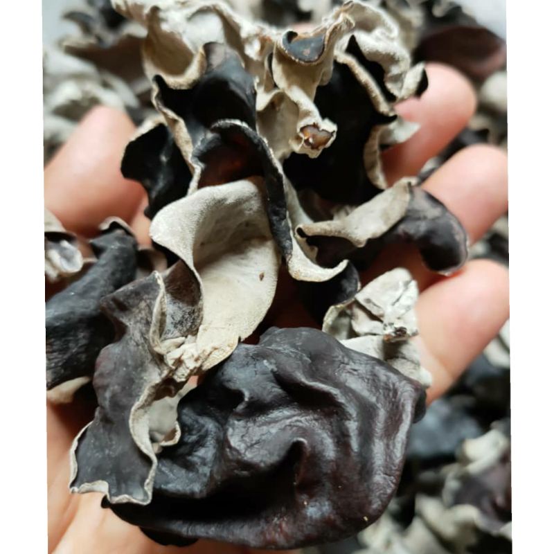 Ready Stock‼️ Dried Black Fungus/Black Jelly Mushroom