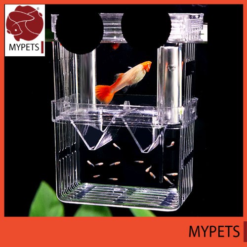 Mypets Double Layer Fish Isolation Breeding Hatching Box guppy breeding ...