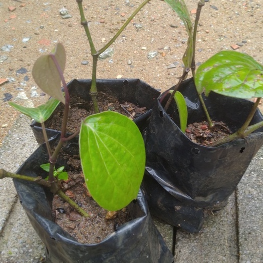 Pokok Lada Hitam/Anak Pokok Lada Hitam | Shopee Malaysia