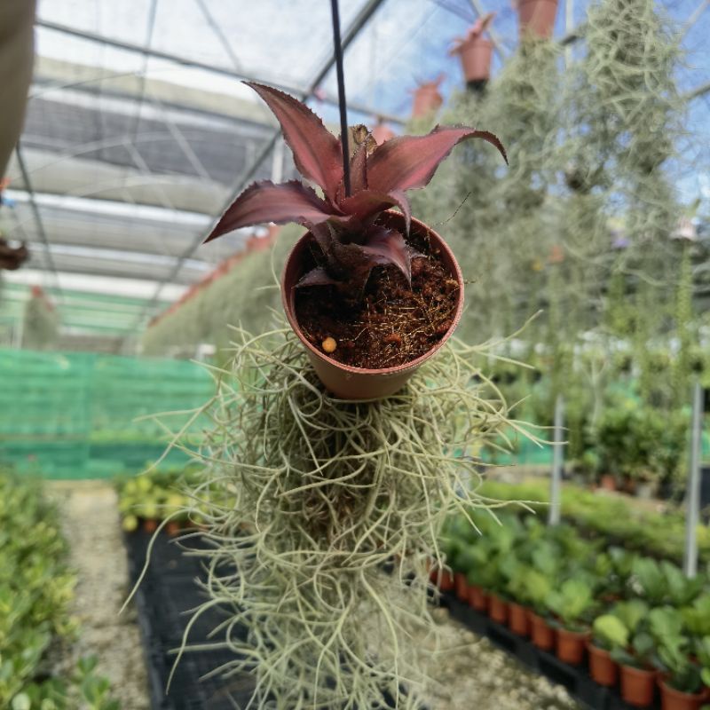 Air Plant Tillandsia-Indoor Plant/Real Live Plant/Pokok Hiasan/Pokok  Gantung Hidup | Shopee Malaysia