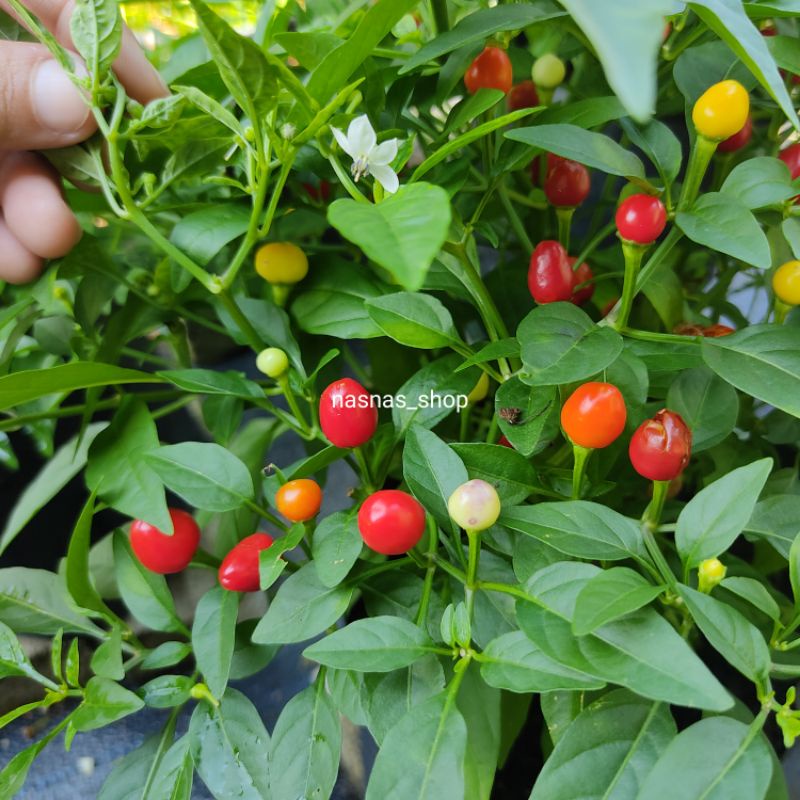 Pek Jimat Biji Benih Cili Lada Pelbagai Jenis Chili Seeds Variety