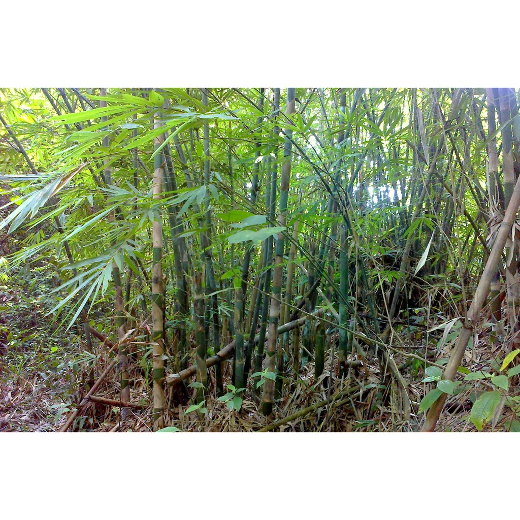 Racun buluh / Garam campuran racun rumput / mati lalang / sodium ...