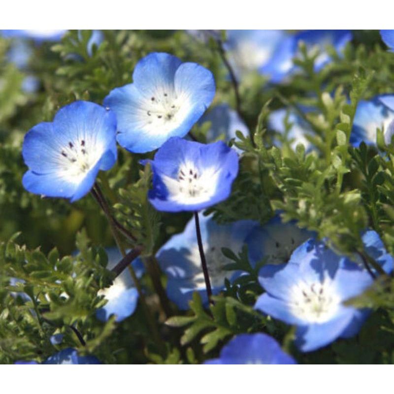 LINA CHOUCHOU Blue Eyes , Nemophila（LINA CHOUCHOU Blue 崩せる 
