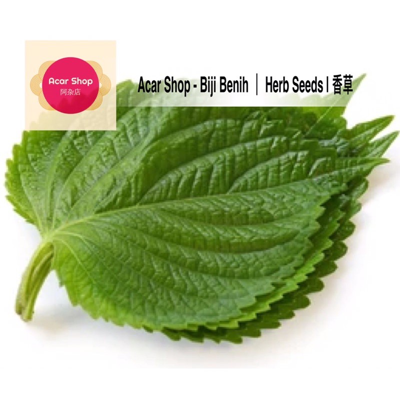 Green Shiso (Perilla) Seeds | Biji Benih Murah Perilla | 绿叶紫苏种子 - 20 ...