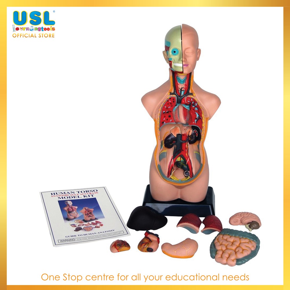 Human body 2025 science kit