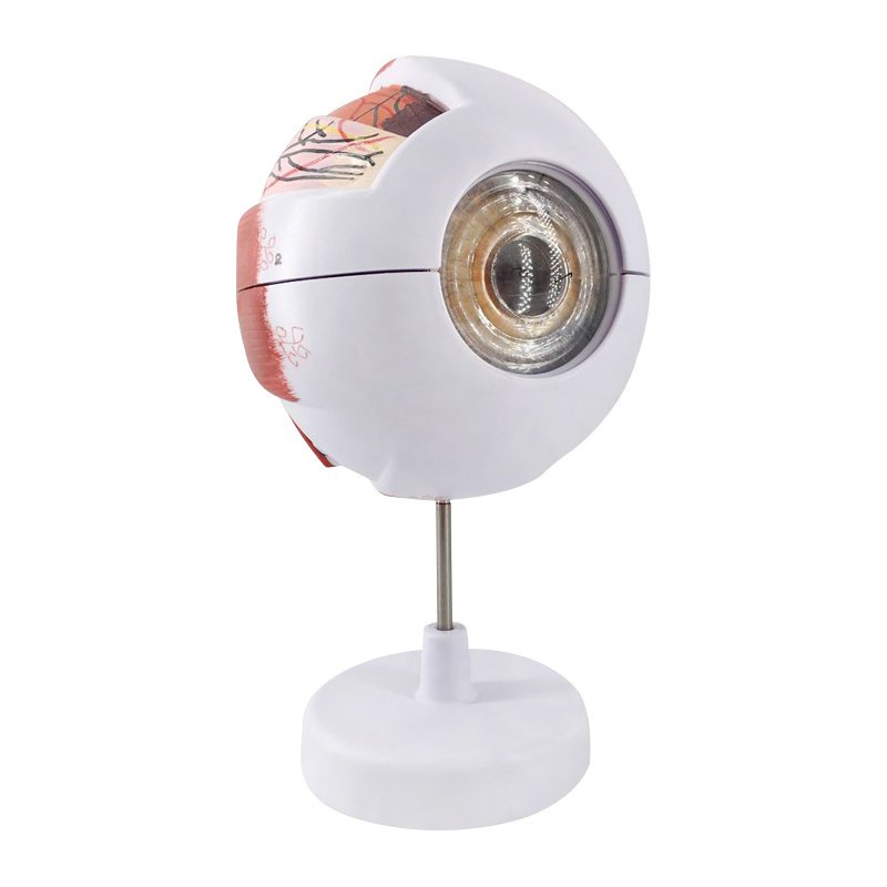 Zoeyilan Eye Anatomy Model, Magnification 6X - View #2