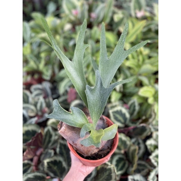 P.willinckii 'YAL' spore grow up MC - PLATYCERIUM DONKEY