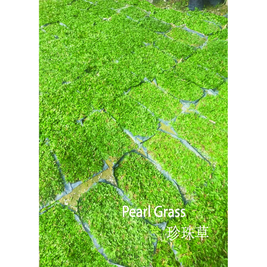 2ft x 1ft Natural Real Life Grass Carpet Taiwanese, Philippine, Pearl