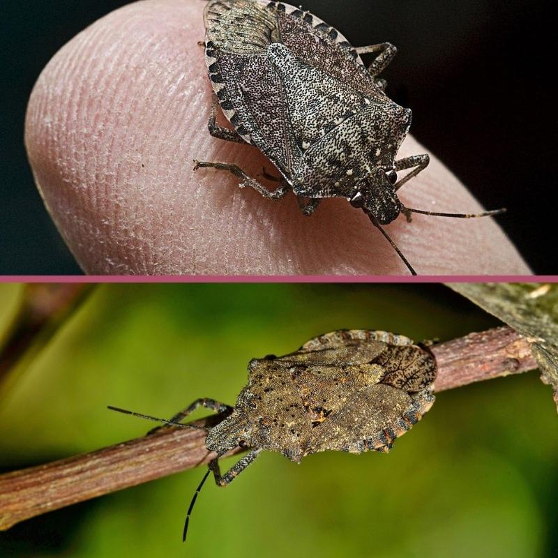 Insecticide Stink Bugs Pepijat Bau Pentatomidae berkesan terhadap ...