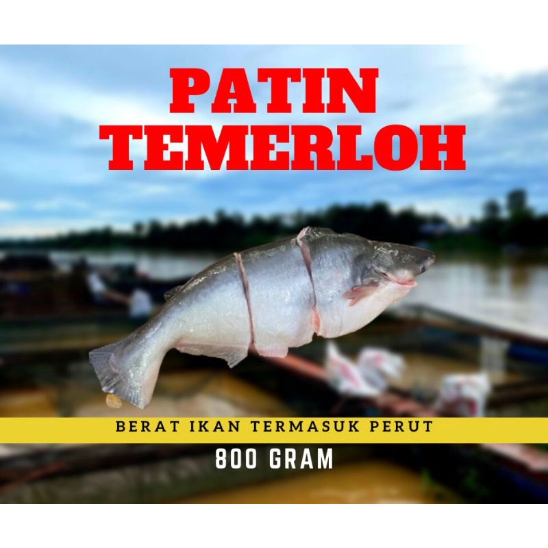 🔥JUMBO JIMAT🔥 800GRAM🔥 3 EKOR / 6 EKOR🔥 | Shopee Malaysia