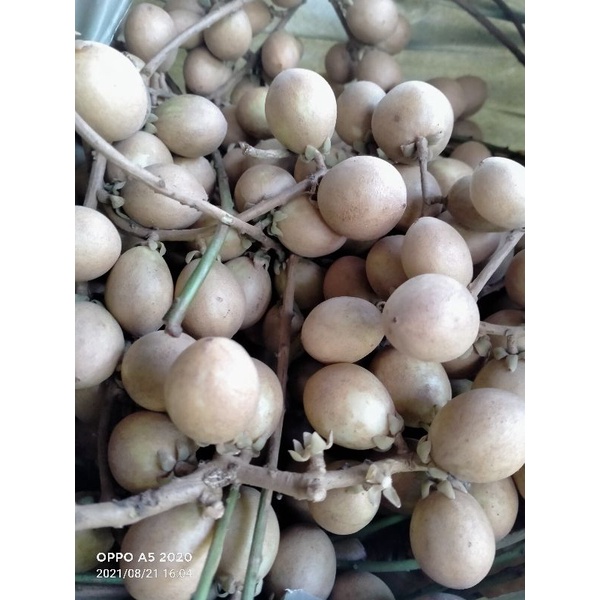 BUAH RAMBAI manis fresh 1 KILO | Shopee Malaysia