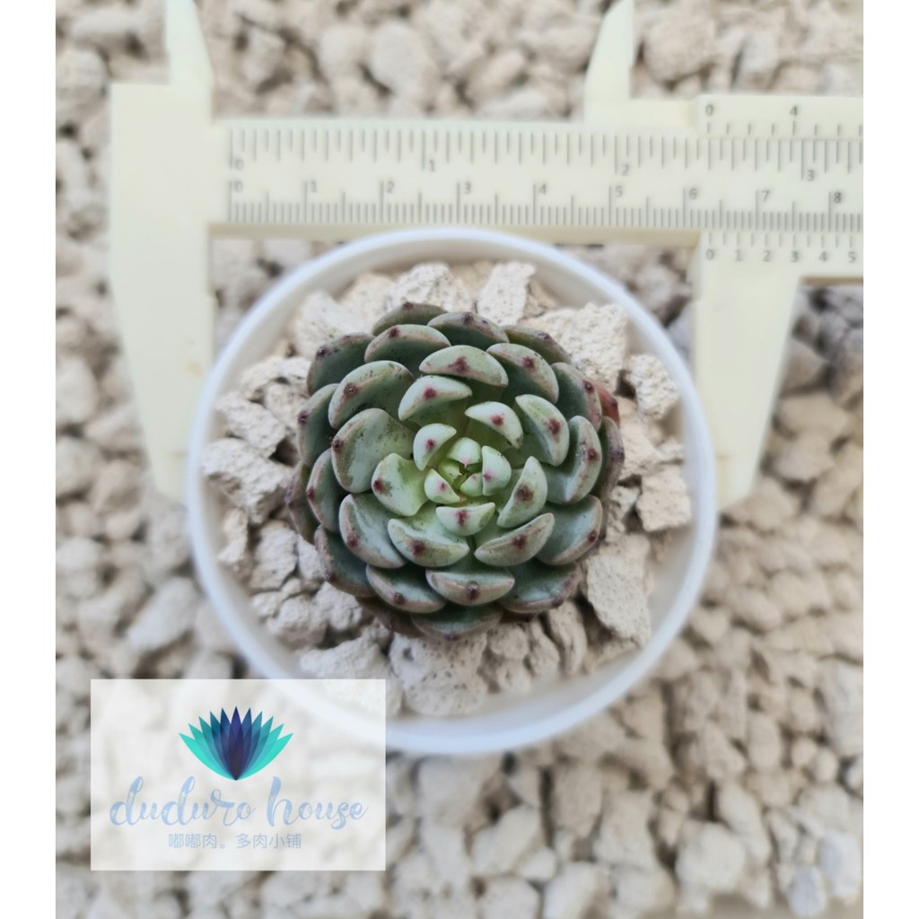 Update 10/03/2021)多肉植物Succulent 🌵 Import 进口🌵粉姖莲 