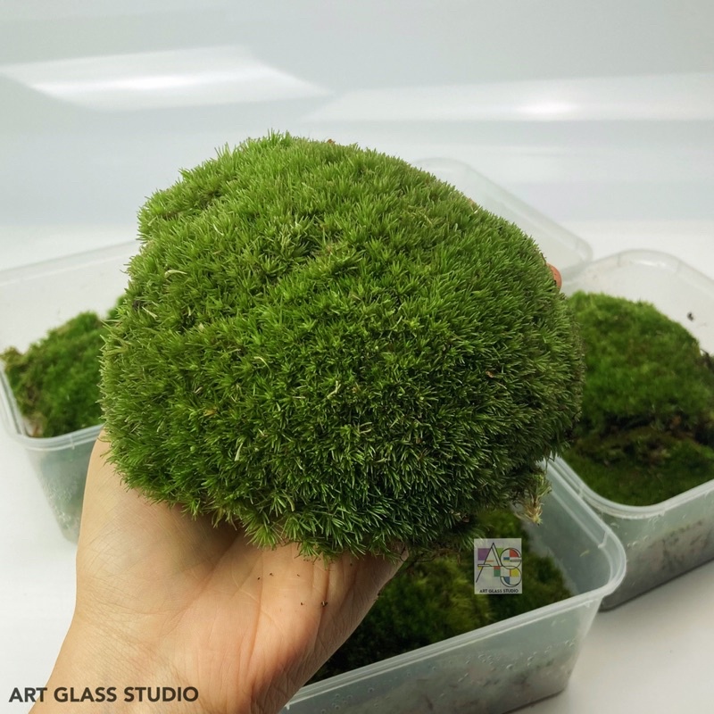 Lush Live Cushion Moss / Live bun moss / Bol moss for Terrarium