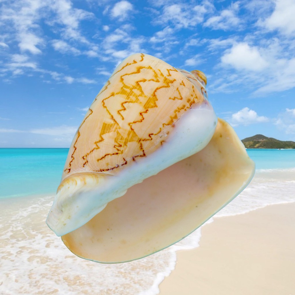 [Ready Stock] 1PCS Noble Volute 6-7CM Natural Rare Real SeaShell Craft ...
