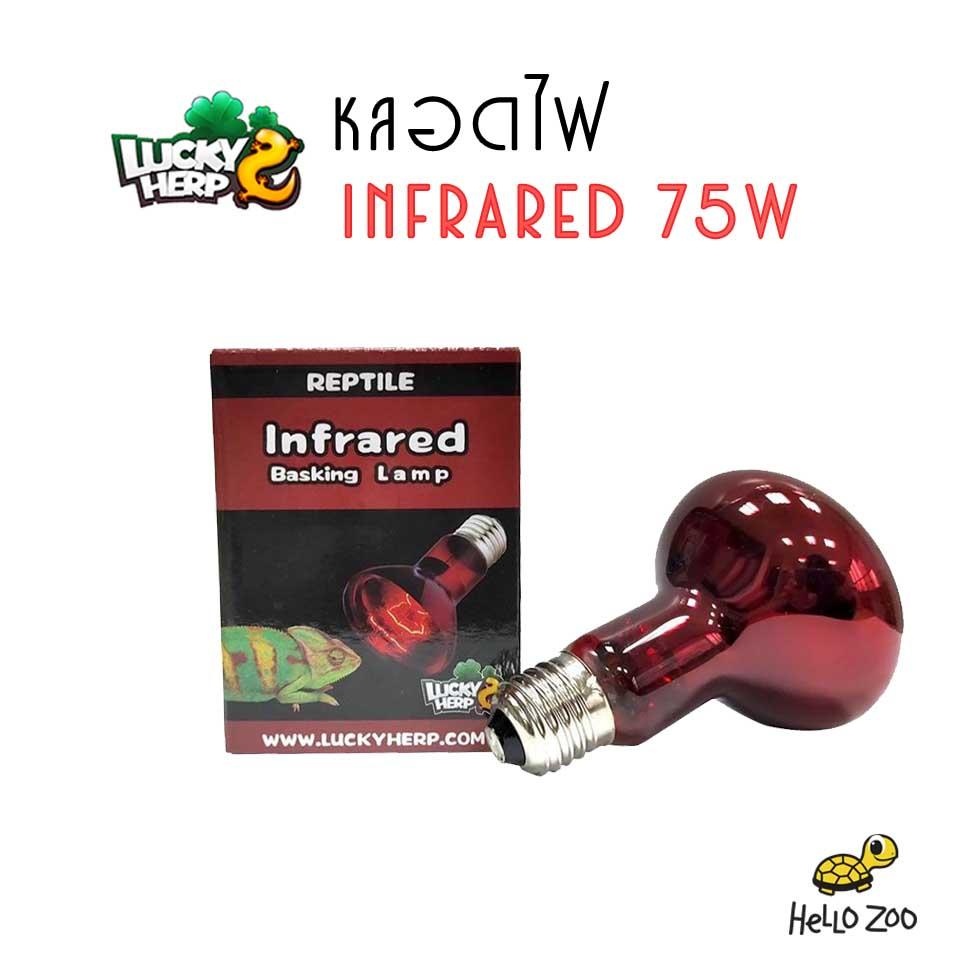 Lucky Herp Infrared 75W Lamp For Night Light (Red Box) | Shopee Malaysia