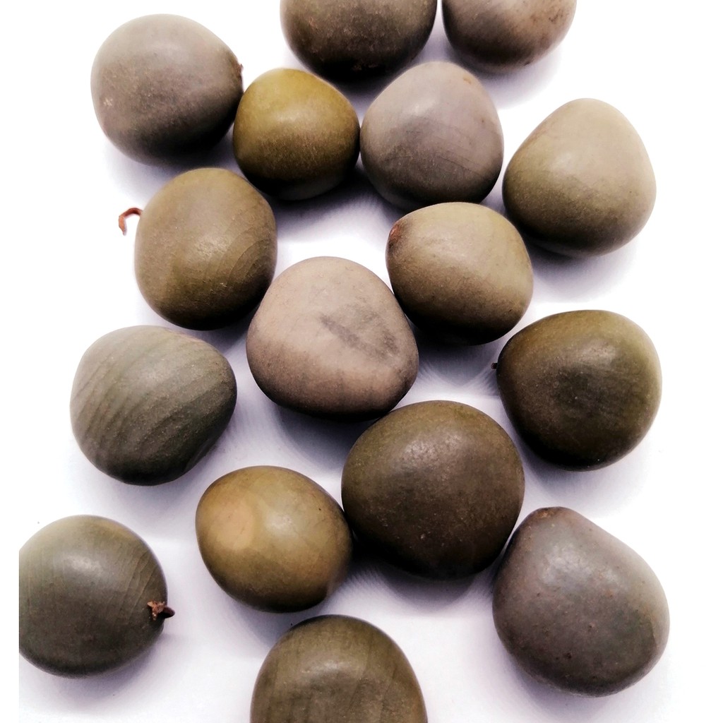 Fever Nut or Powder 50g / Sagargota / Bonduc Nut / Kalarchi treats PCOS ...