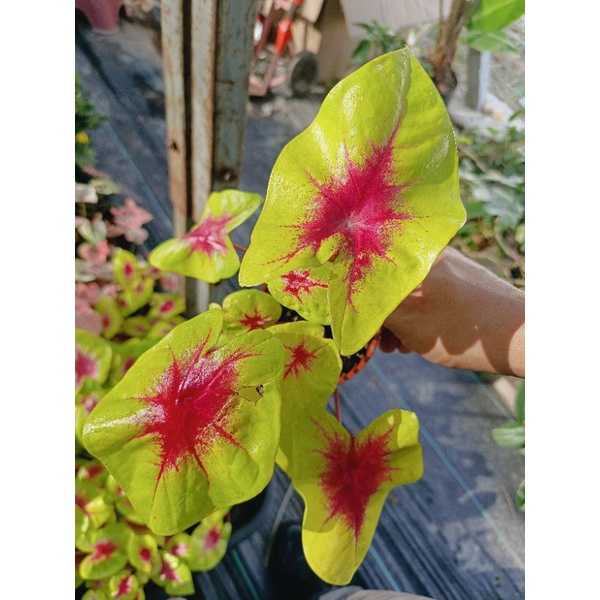 Happi GO 1Pot Caladium Lemon Blush (Live Plant) | Shopee Malaysia