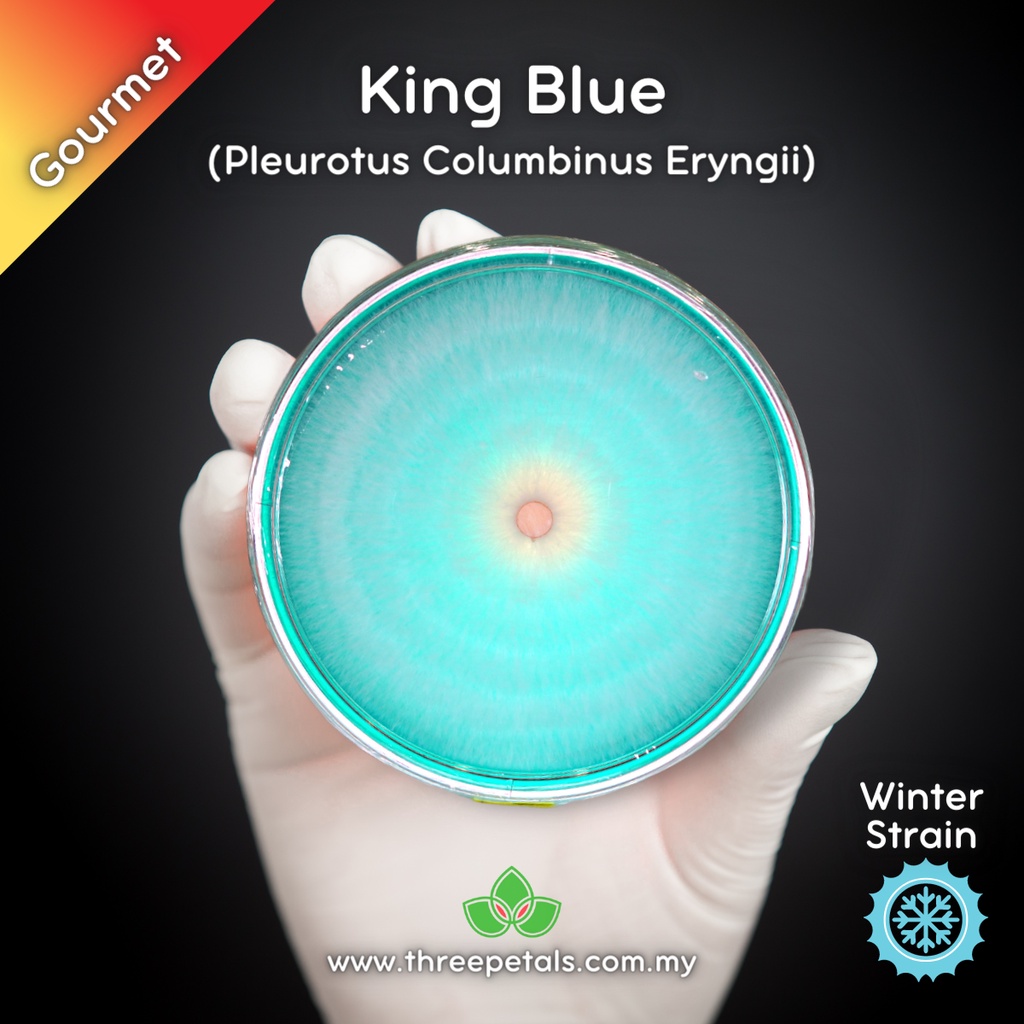 King Blue (Pleurotus Columbinus Eryngii) Live Mycelium Mushroom Culture