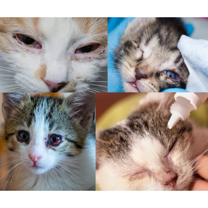 Rawatan mata kucing - sakit/ berair/ selaput | Shopee Malaysia