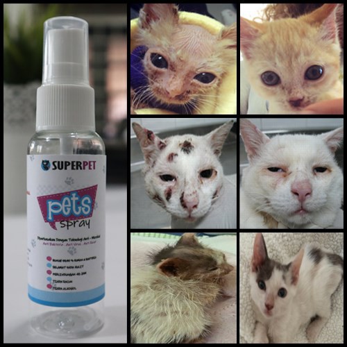 superfood cat vitamin kucing multivitamin ubat selsema demam bulu gugur