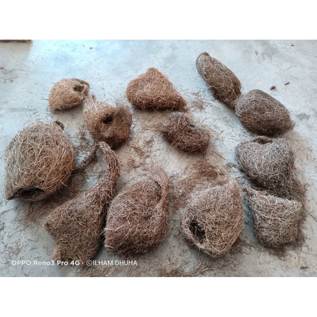 Sarang burung tempua / sarang burung cak raya / sarang burung hiasan ...