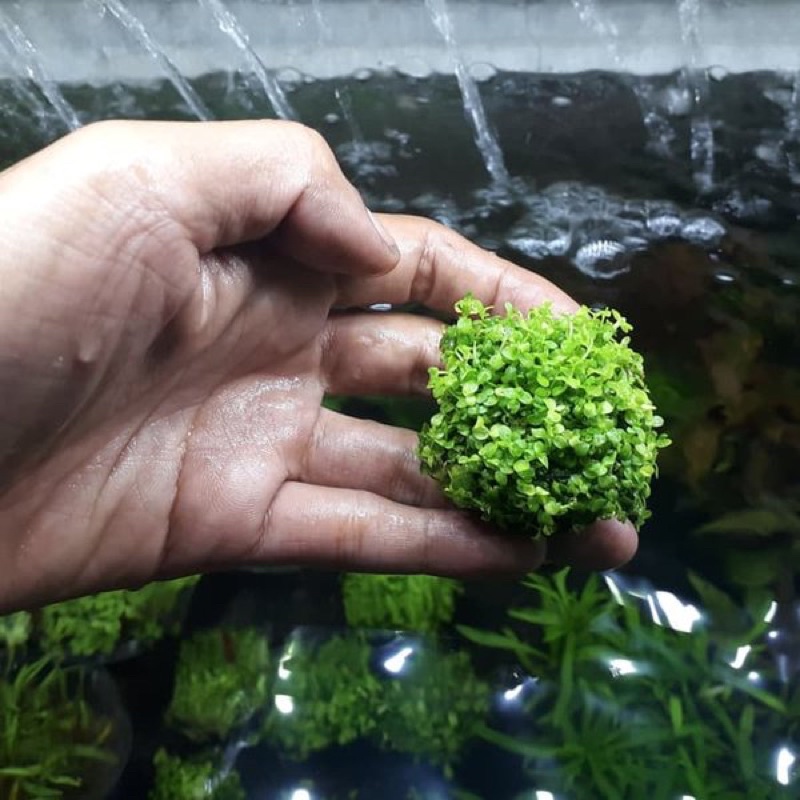 pokok akuarium loose Monte Carlo aquarium plant | Shopee Malaysia