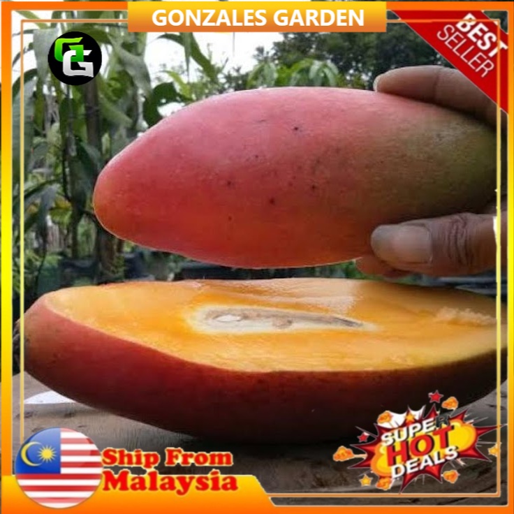 Anak Pokok Mangga Gajah Merah Mango Red Elephant Red Ivory Super Pokok ...