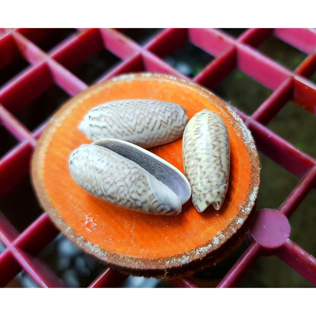 Pacific Common Olive (seashells) | Shopee Malaysia