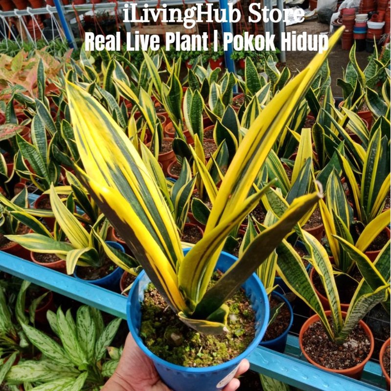 iLiving Plant: Sansevieria Trifasciata "Forescate"  Real Live  Plants, Pokok Hidup, indoor outdoor plant, garden | Shopee Malaysia
