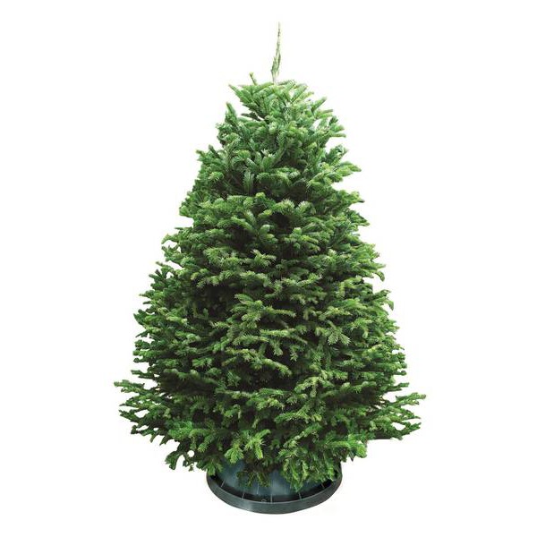 Balsam Fir Christmas Tree Premium, Fresh Cut, 53 OFF