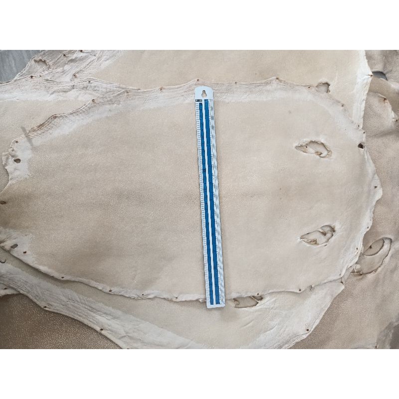 Mool Leather - Stingray Leather Female sheet Stingray Leather or ring ...