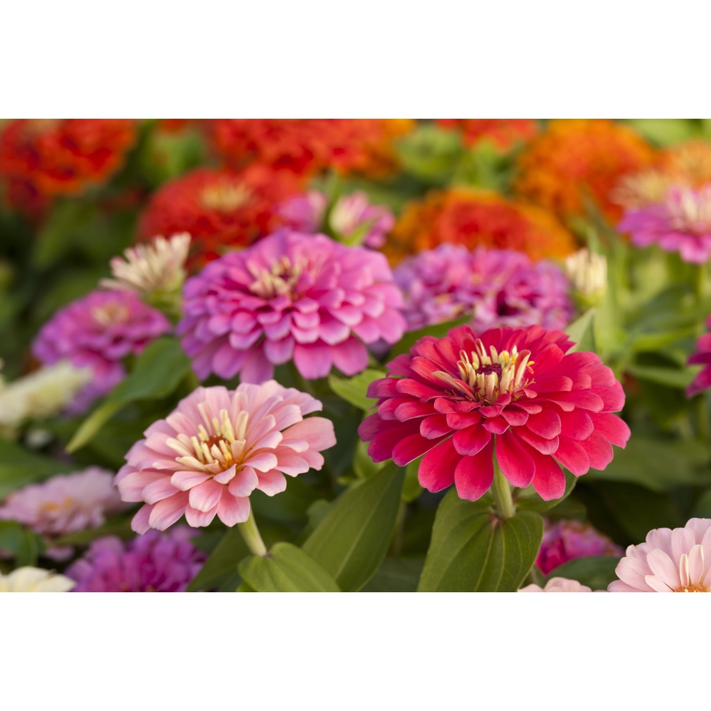 Biji Benih Bunga Zinnia Mix Colour (20 Seeds) / 百日菊 混色 花种子 Flower Seed ...