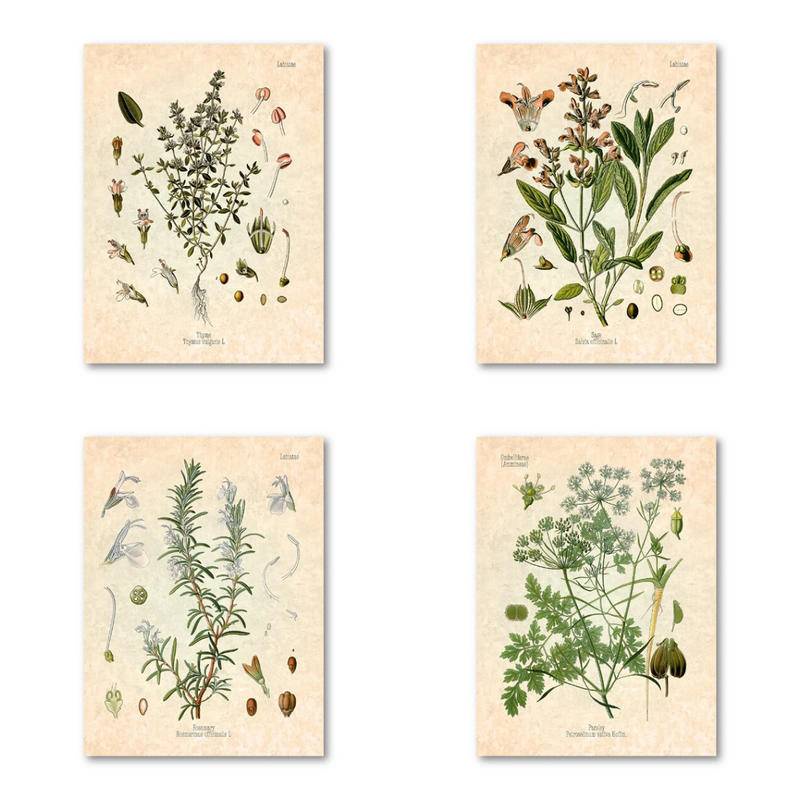 Spices Herbs Print Vintage Botanical Poster Wall Art Picture Canvas ...