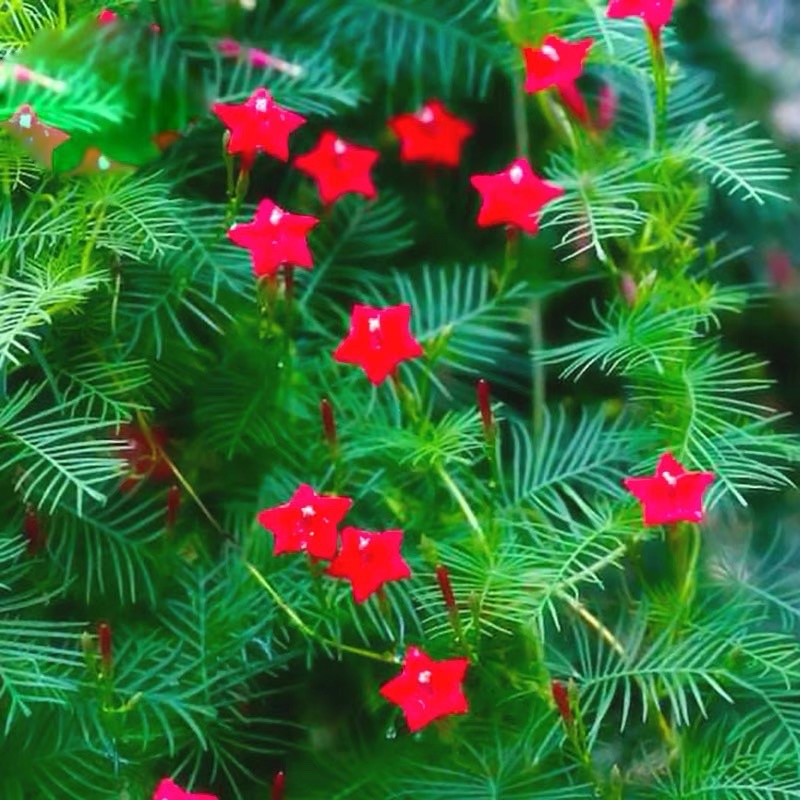 15Biji Benih Bunga Pinola Merah 红羽叶茑萝种子 | Shopee Malaysia