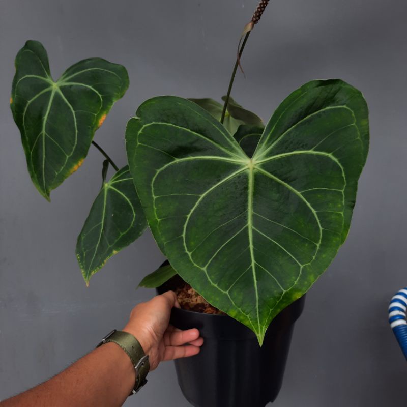 KP - Anthurium Sweet Love  Rare Plants | Shopee Malaysia