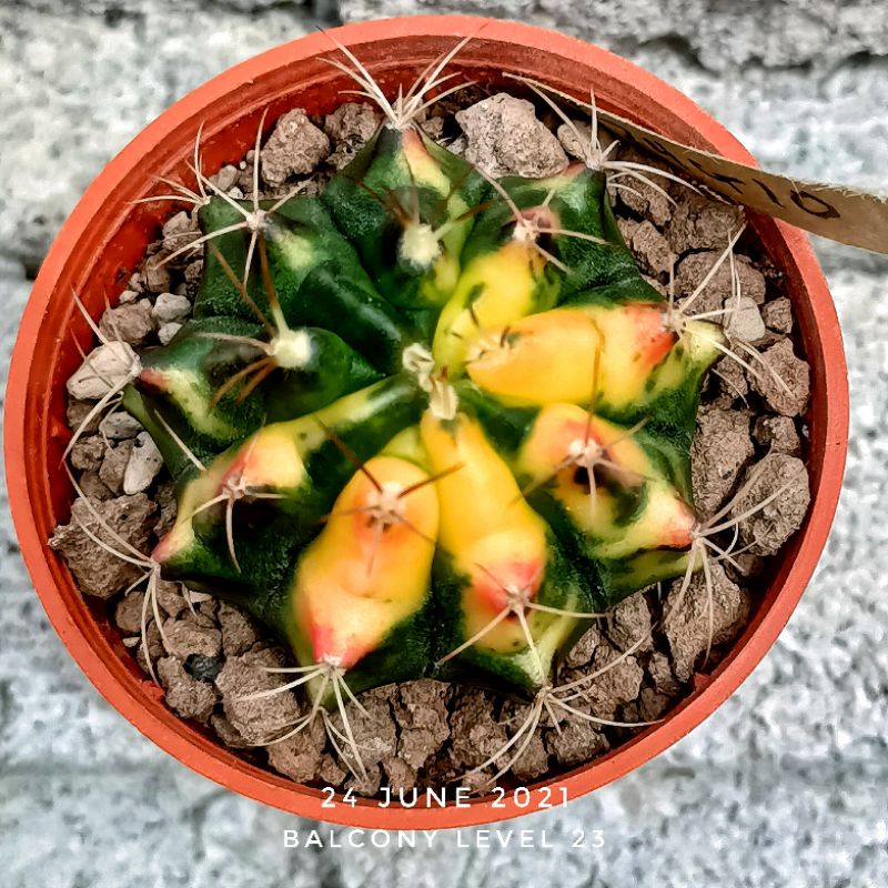 (J24G10) Variegated Gymnocalycium (Striking yellow, red). Kaktus