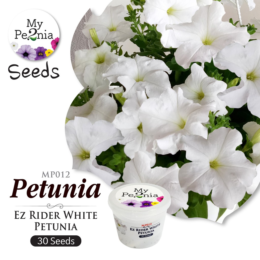 Petunia Seeds - Ez Rider White Petunia (30 Seeds) | Shopee Malaysia