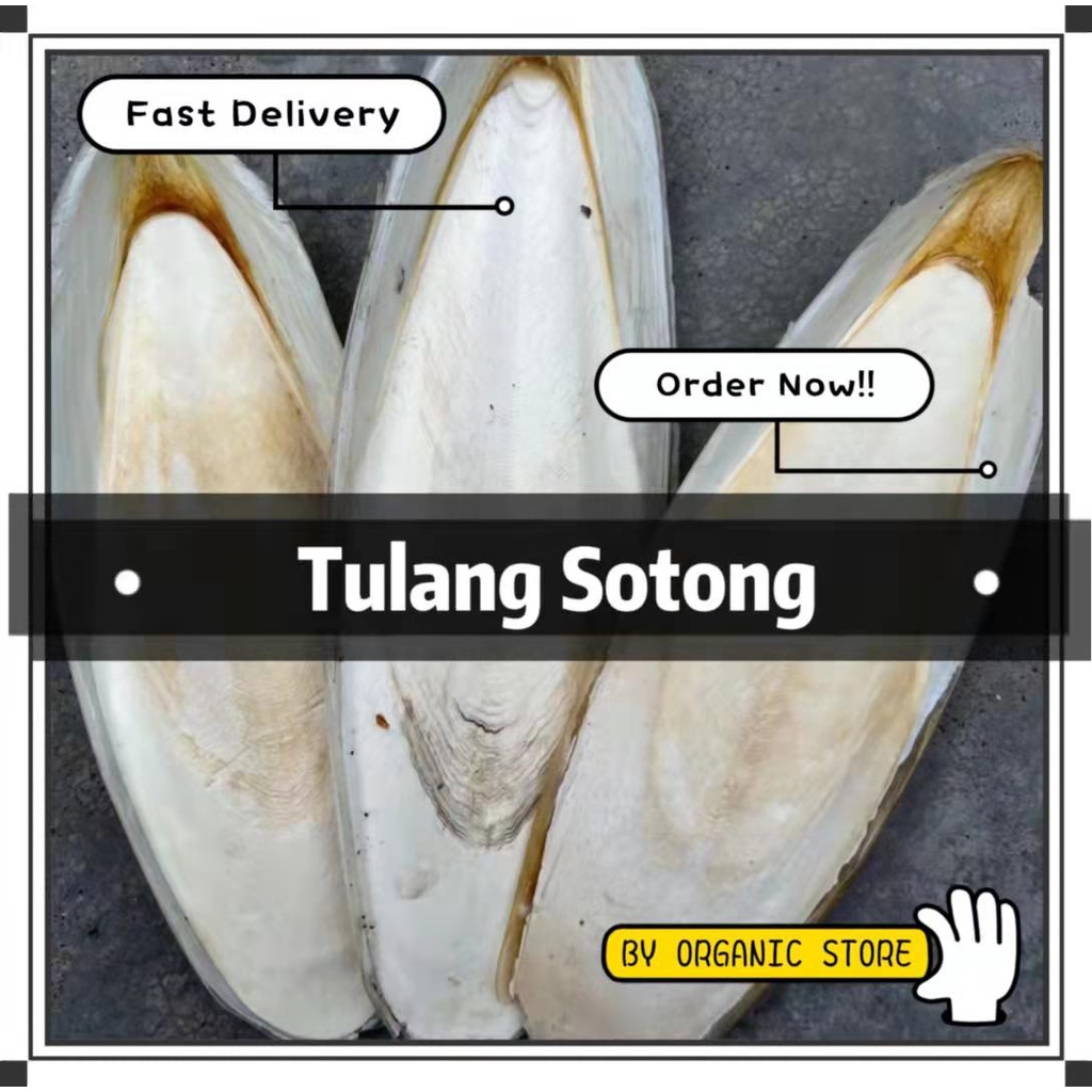 Tulang Sotong|Makanan Burung|墨鱼骨磨牙|Cuttlefish Bone|bird feed|Turtle ...